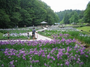 花菖蒲まつり