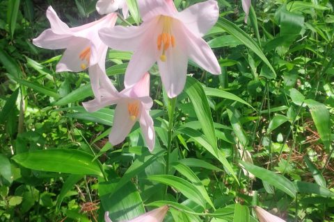 三条市のヒメサユリ開花状況