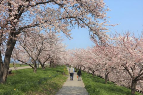 燕市内桜の開花状況・夜桜ライトアップ