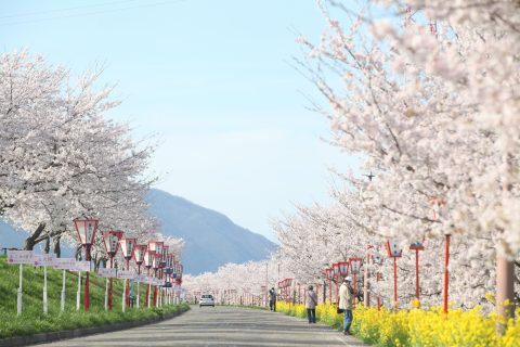 大河津分水桜並木・大河津分水さくら公園