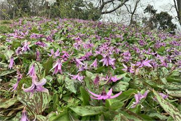 国上山 早春の山野草などの開花状況